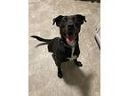 Tippy (special Needs Tripod), Labrador Retriever For Adoption In Alexandria