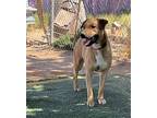 Kenny -, Labrador Retriever For Adoption In Apple Valley, California