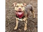 Adopt Periwinkle a Mixed Breed