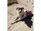 Irish, Jack Russell Terrier For Adoption In Apple Valley, California