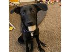 Freddy, Labrador Retriever For Adoption In Aurora, Colorado