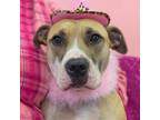 Adopt Barbie a Terrier