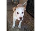 Jingles, American Staffordshire Terrier For Adoption In Apple Valley, California