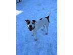 Rooney, American Pit Bull Terrier For Adoption In Augusta, Maine