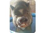 Kosha, Pig (potbellied) For Adoption In Las Vegas, Nevada