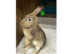 Suki, Lop-eared For Adoption In Latrobe, Pennsylvania