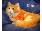 Elsie, Domestic Mediumhair For Adoption In Newport, Kentucky