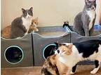We Have Cats!!!, Domestic Shorthair For Adoption In Montebello, California