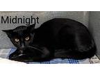 Midnight, Domestic Shorthair For Adoption In Ny, Binghamton, New York