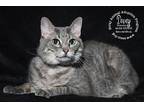 Dovey, Domestic Shorthair For Adoption In Newport, Kentucky