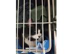 Coal Ball, Domestic Shorthair For Adoption In Montreal, Quebec