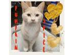 Adopt Pumpkin Spice a Domestic Short Hair