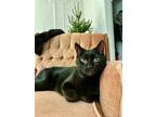 Abe, Domestic Shorthair For Adoption In Montreal, Quebec