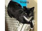 Alvara, Domestic Shorthair For Adoption In Ny, Binghamton, New York