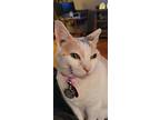 Rose & Angel, Domestic Shorthair For Adoption In St. Louis, Missouri