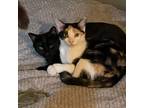 Adopt Chinaberry & Coconut a Domestic Short Hair