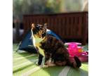 Adopt Juno =^.^= a Domestic Short Hair, Calico