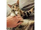 Grace, Domestic Shorthair For Adoption In Newport, Kentucky