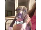 Adopt Nokota a Pit Bull Terrier