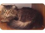 Moxy, Domestic Longhair For Adoption In Palatine, Illinois