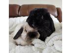 Adopt Sable a Mini Lop