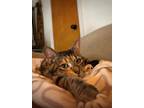 Wimzie (diamant), Domestic Shorthair For Adoption In Montreal, Quebec
