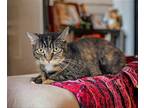 Areo, Domestic Shorthair For Adoption In Knoxville, Tennessee