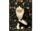 Domino (bonded With Db), Domestic Shorthair For Adoption In St. Louis, Missouri