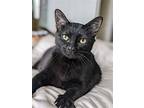 Moxi, Domestic Shorthair For Adoption In Newport, Kentucky