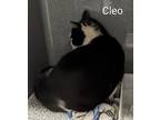 Cleo, Domestic Shorthair For Adoption In Ny, Binghamton, New York