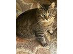 Lewiston Bittlebees, American Shorthair For Adoption In Chatsworth, California