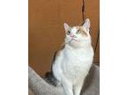 Tallulah Pickles, Calico For Adoption In Chatsworth, California