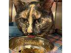 Clover, Domestic Shorthair For Adoption In Burlington, Iowa