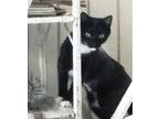 Lucy - Very Shy, Domestic Shorthair For Adoption In Palatine, Illinois