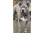 Precious, American Pit Bull Terrier For Adoption In Huntington, New York