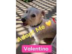 Valentino, Cairn Terrier For Adoption In Montebello, California