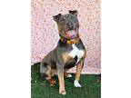 Yogi, American Pit Bull Terrier For Adoption In Vallejo, California