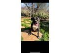 Noah, Labrador Retriever For Adoption In Coarsegold, California