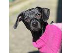 Serena, Terrier (unknown Type, Medium) For Adoption In Vallejo, California