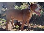 Butterfly, Staffordshire Bull Terrier For Adoption In Coarsegold, California
