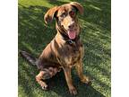 Dusty, Labrador Retriever For Adoption In Dallas, Texas