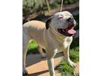 Unknown, Staffordshire Bull Terrier For Adoption In Coarsegold, California