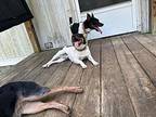 Trout & Blaze, Fox Terrier (toy) For Adoption In Ararat, Virginia