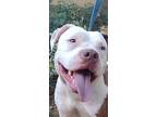 Stormy, Staffordshire Bull Terrier For Adoption In Coarsegold, California
