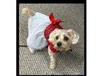 Lala, Silky Terrier For Adoption In Huntington, New York