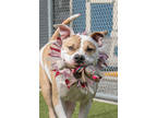Marty, American Pit Bull Terrier For Adoption In Santa Cruz, California