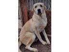 Tan Boy, Labrador Retriever For Adoption In Coarsegold, California