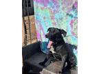 Ally, Labrador Retriever For Adoption In Coarsegold, California