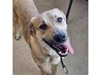 Hudson, Retriever (unknown Type) For Adoption In Burlington, Iowa