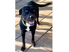 Herschel, Labrador Retriever For Adoption In Dallas, Texas